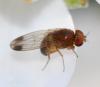 Drosophila suzukii